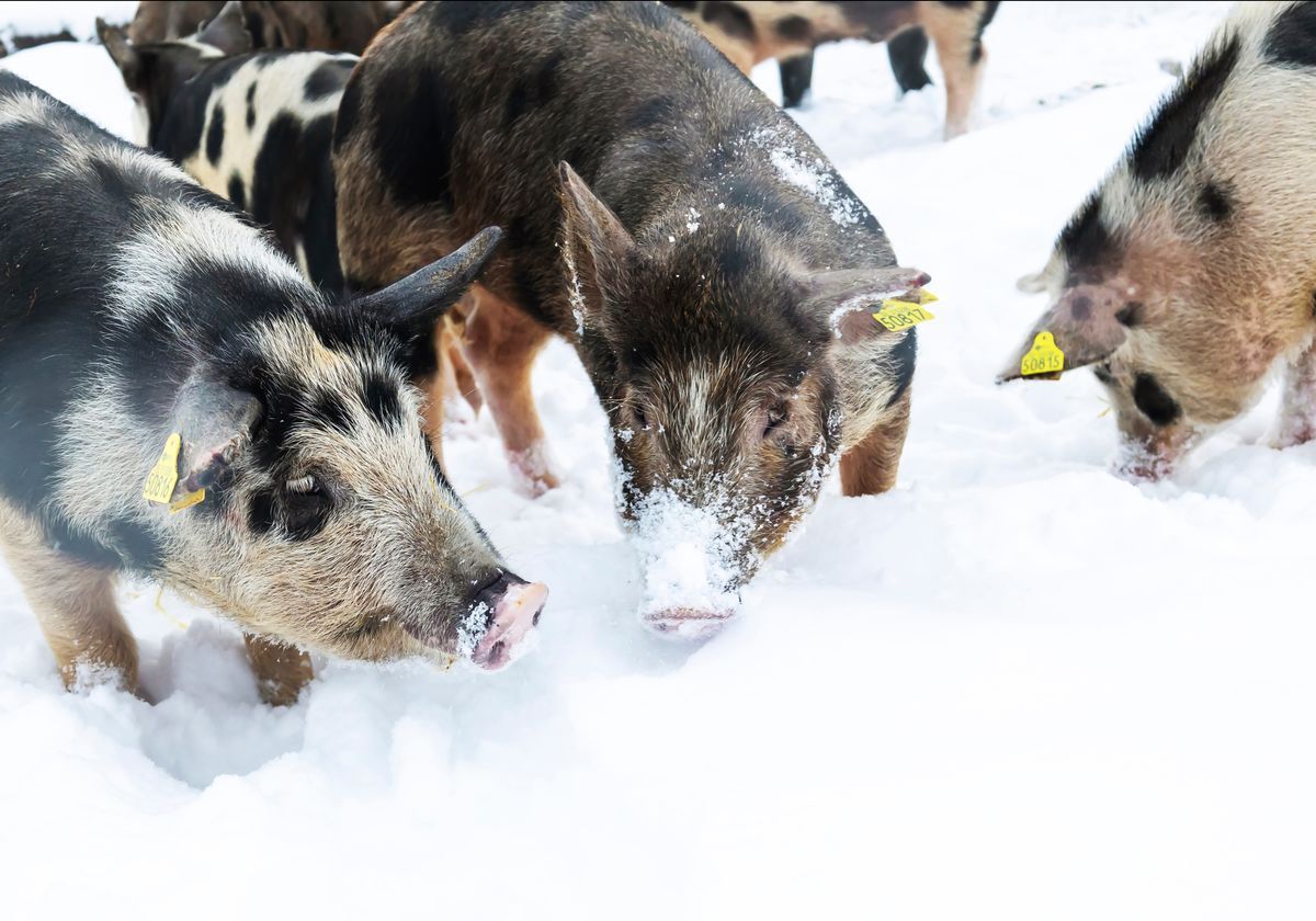 Grisar med märken i öronen bökar och leker i djup snö