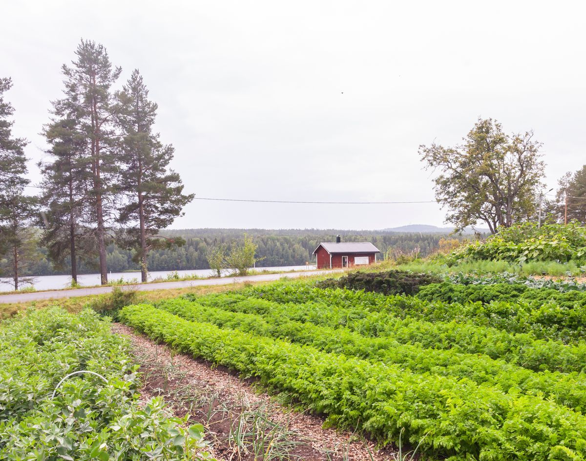 Grönskande odlingslandskap med rader av grödor, röd stuga och sjö i bakgrunden