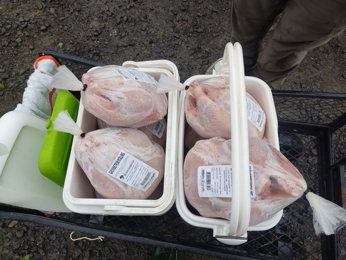 Två vita hinkar på vagn fyllda med frysta, förpackade kycklingar