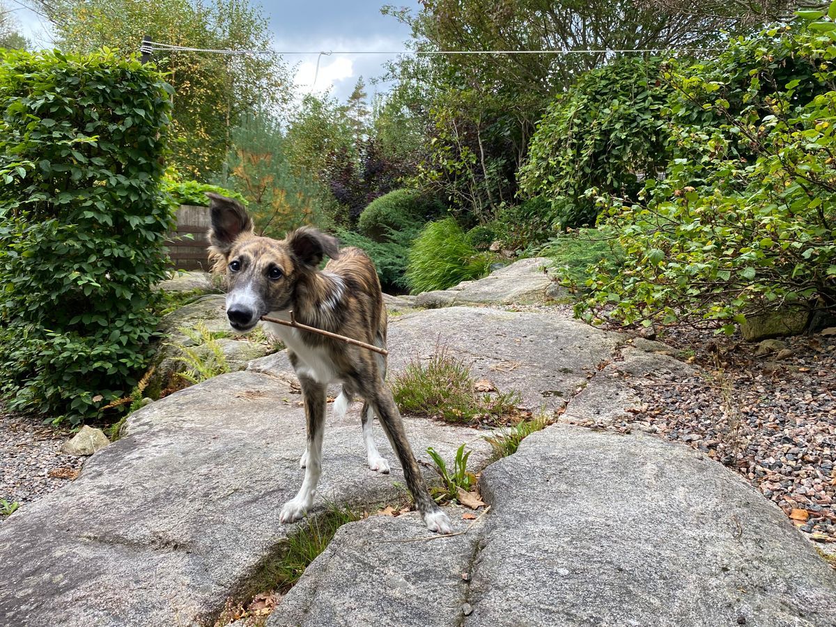 Hund med pinne i munnen står på stenhäll i grönskande trädgård