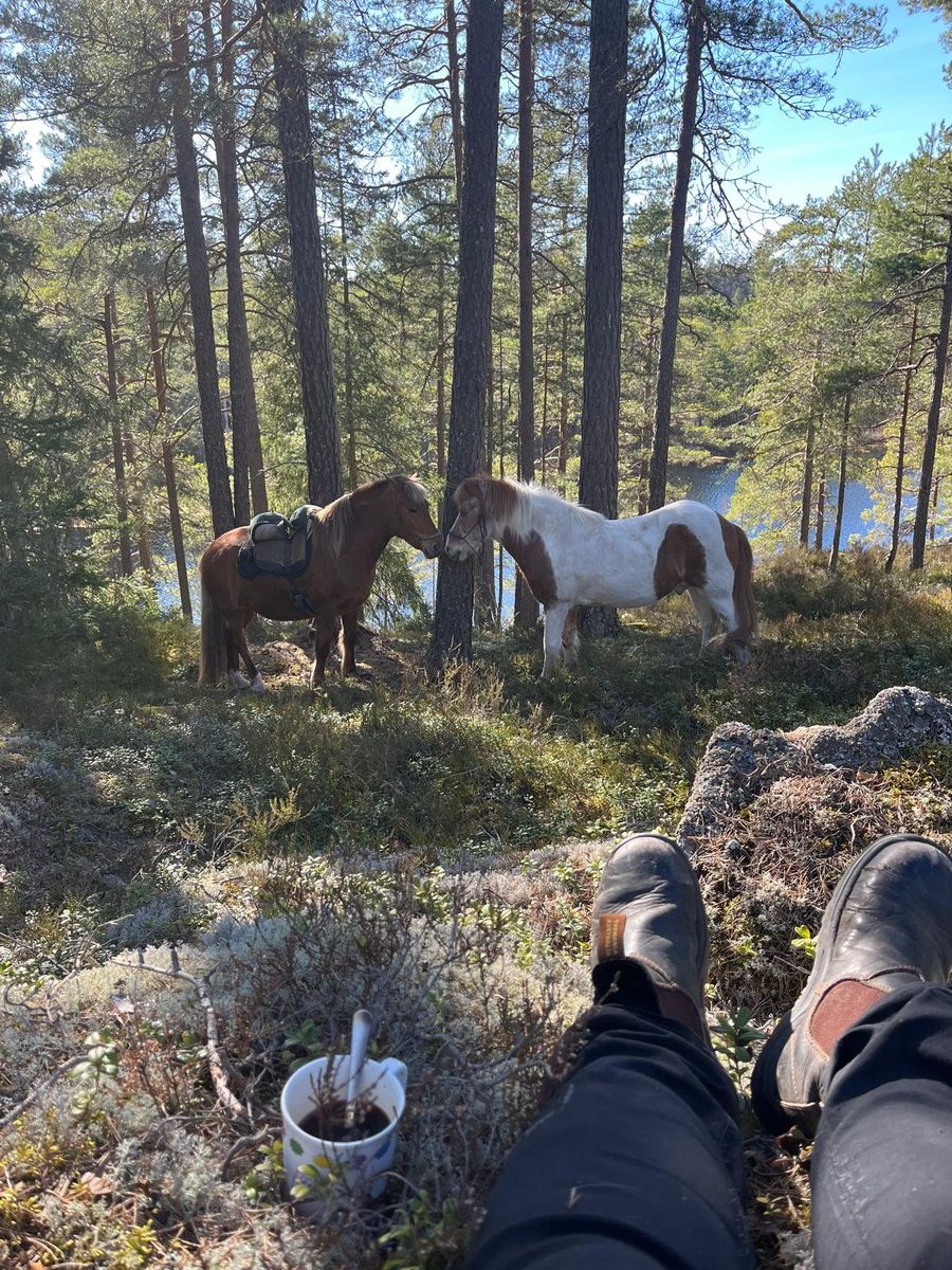 Person vilar i Tiveden-skogarna med utsikt mot två hästar bland tallar vid en sjö