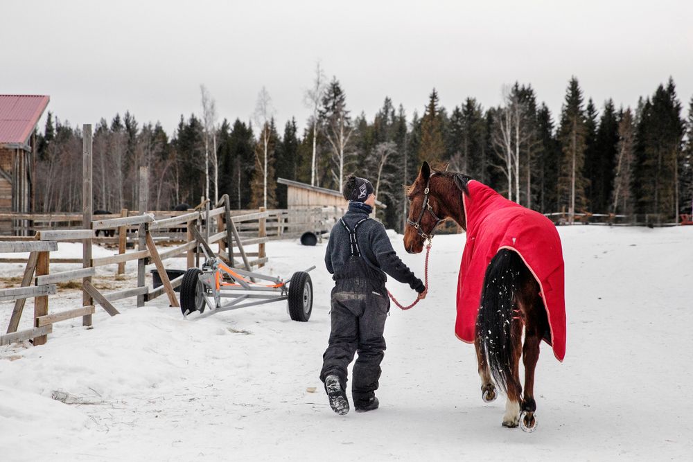Det är långa dagar för David som tränar hästarna själv, efter ett löpande schema där varje häst får sin rätt träningsdos.