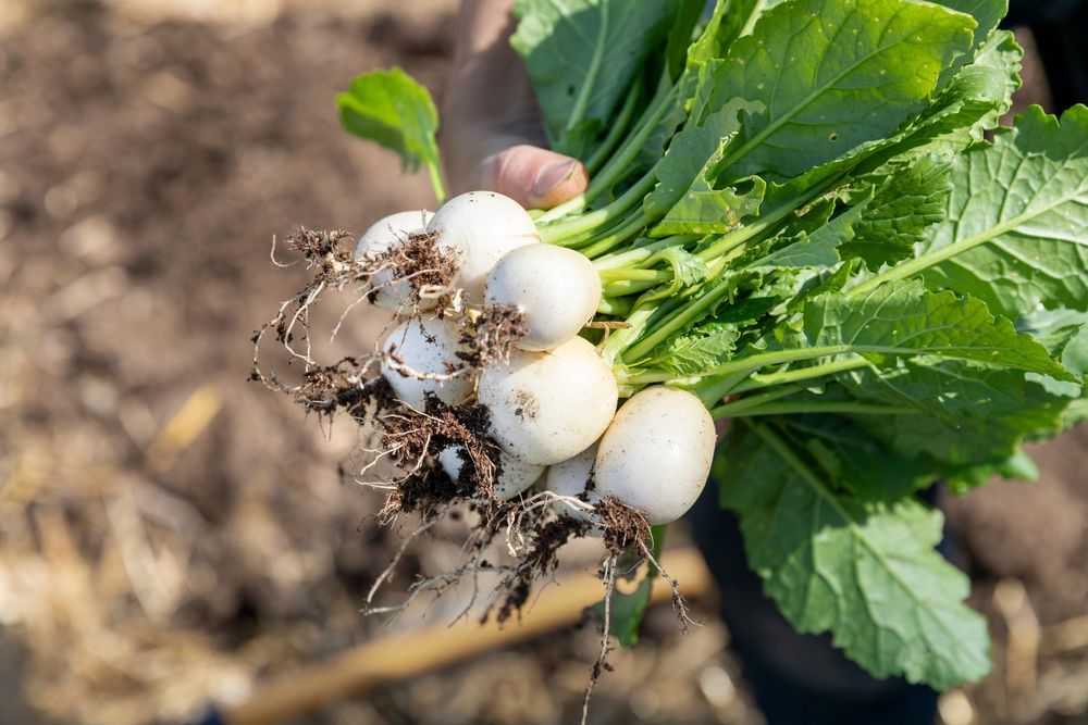 Hand som håller nyupptagna vita rovor med jord och gröna blad i trädgårdsland