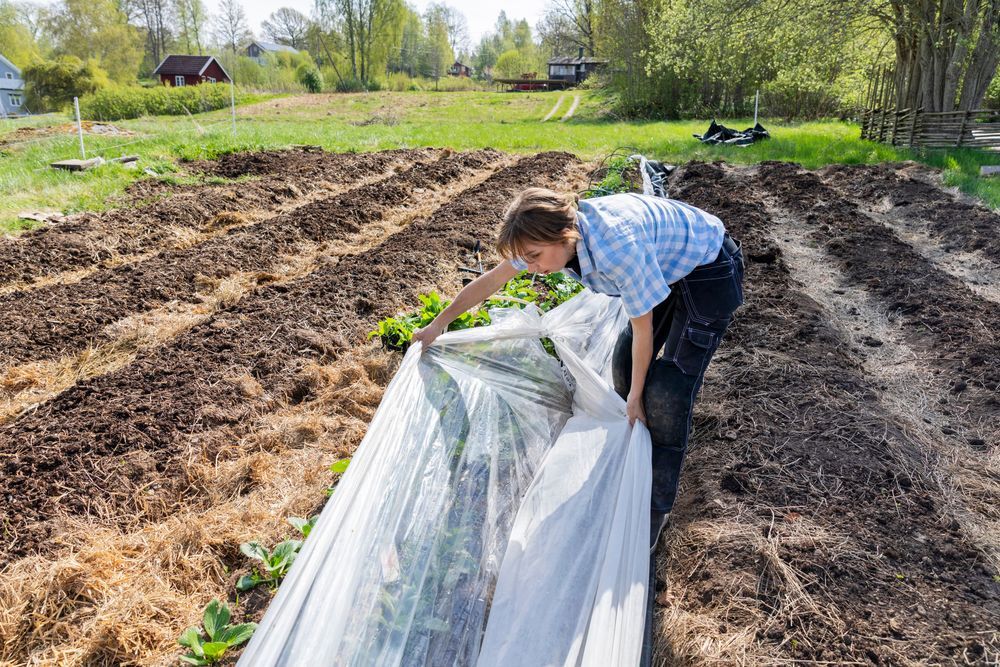 Person täcker en odlingsbädd med plast på en grönsaksodling på landet