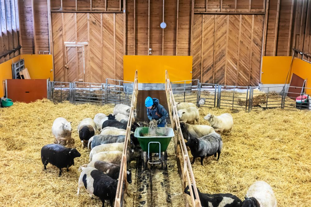 Jenny utfodras fåren i det luftiga stallet, inte sällan med gästerna som publik från sina rum på loftet.