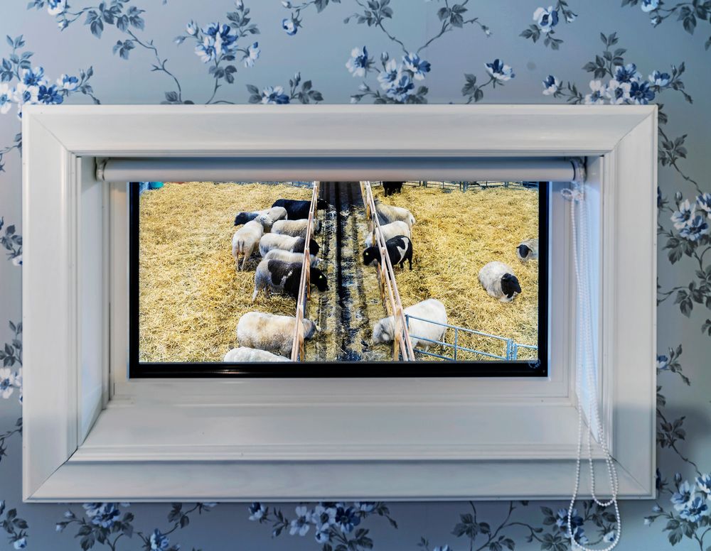 I gästrummen finns fönster mot fårstallet, en del i Henriks och Jennys vilja att öka kunskapen om lantbruk.