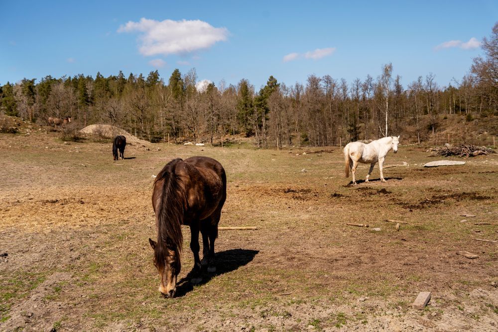 Tre hästar betar i en solig hage vid skogsbrynet