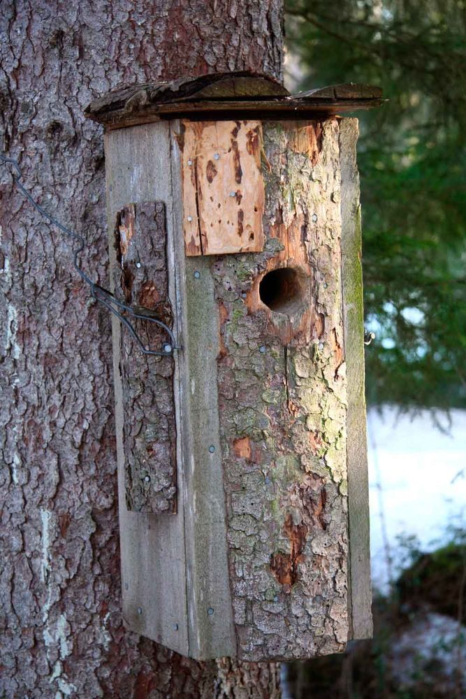 Så här ser en sparvuggleholk ut, med bitar av ytterstam påspikade i efterhand. På det sättet blir också ingångshålet djupare.