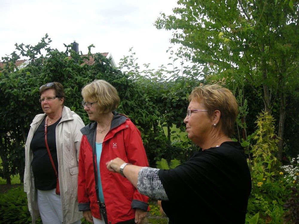 Solveig Larsen, Margareta Holm och Violet Bogentoft pratar trädgård hemma hos Violet Bogentoft i Ödeshög.