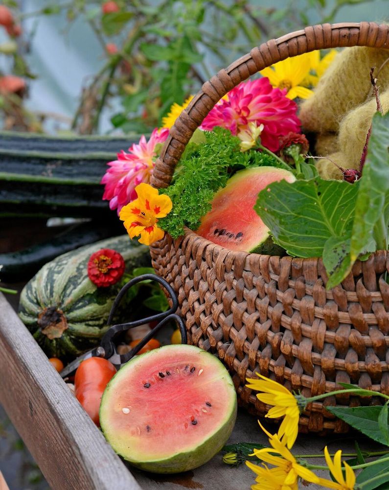 Odla vattenmelon själv. 'Little darling' vill komma i jorden tidigt.