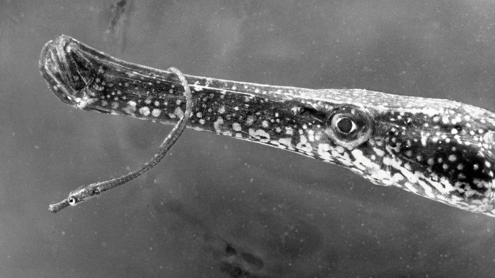 Fisken tångsnäll är nära släkt med sjöhästarna och precis som hos dem är det hannen som blir ”gravid”