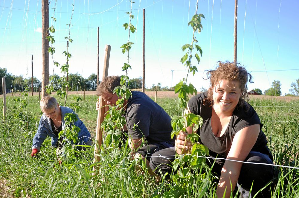 Humleodling. Elin rensar ogräs på sin och sambon Tobias humleodling.