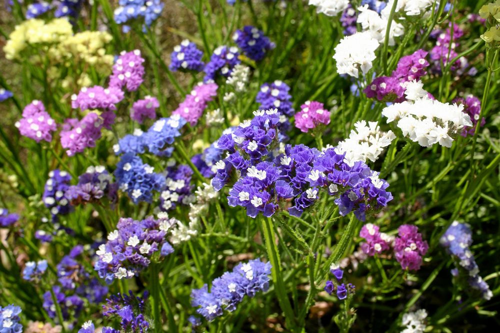 Färgglada blomklasar i trädgården.
