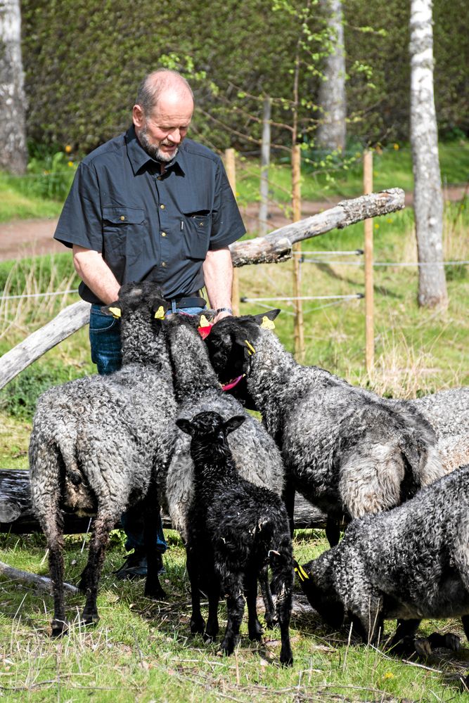 På Kvarnkulla finns 130 tackor och deras lamm. Rune och Ann-Cathrine säljer skinnen i gårdens inredningsbutik.