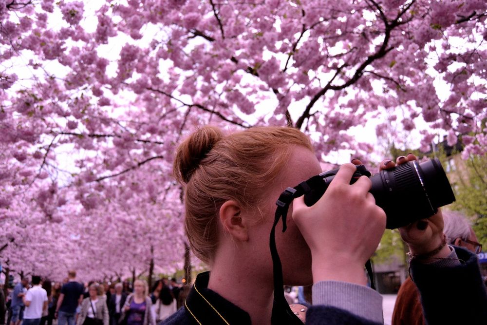 Sveriges mest fotade träd? Foto: flickr