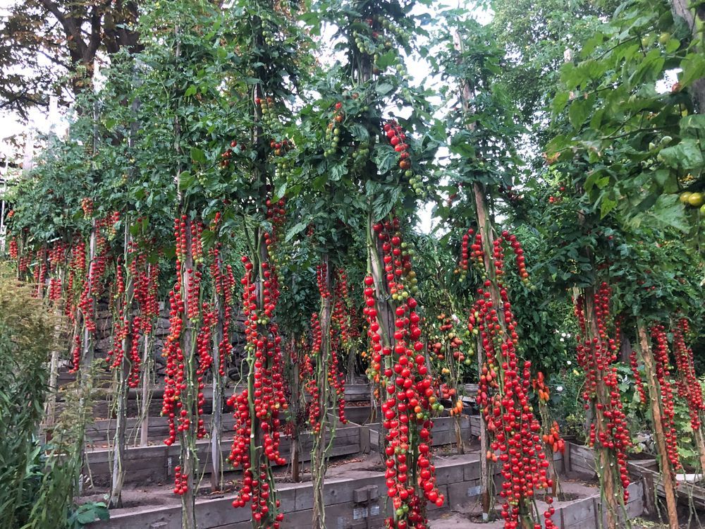 Höga tomatplantor med mogna tomater i en trädgård.