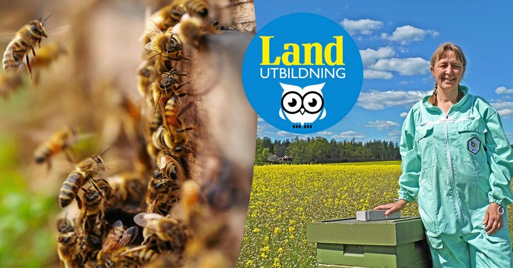 Gå Lands nybörjarkurs online och lär dig biodling!