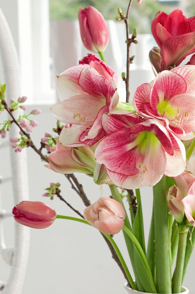 Amaryllis 'Apple blossom' i vas.