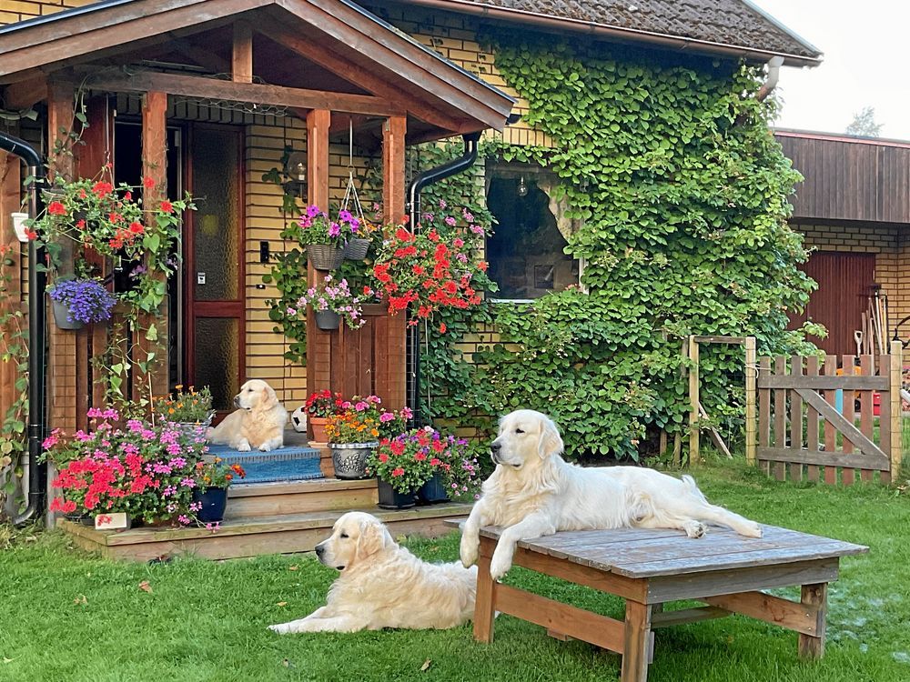 Tre golden retrievers på trappa