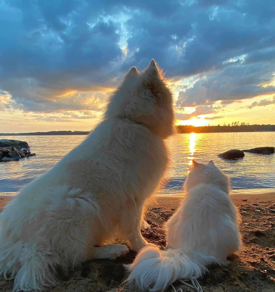 Hund och katt tittar på solnedgång.