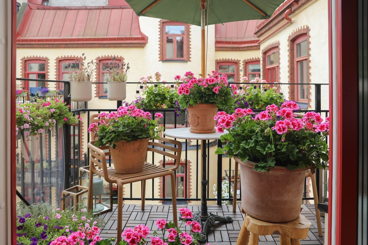 Liten balkong med blomkrukor med pelargonen Hilma, stol och bord mot äldre stadshusfasad