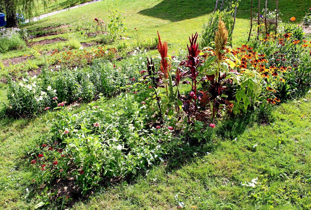 ”Blomsterbäddarna är till skillnad från en rabatt tyvärr tråkiga i utseende eftersom jag skördar hela tiden”, säger Frida Svensson.