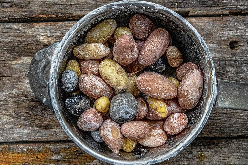 Johannes Wätterbäck experimenterar med potatis från frö.