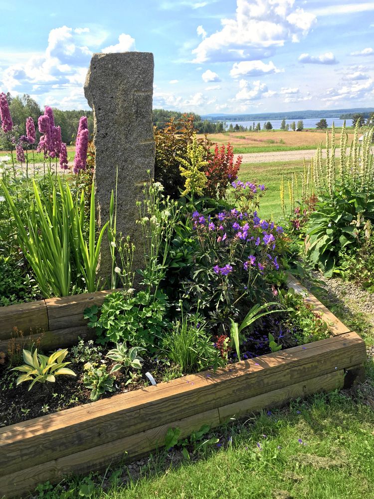 Upphöjda rabatter med känsla för olika bladformer i Märta Eklunds rabatter i Nymyran.