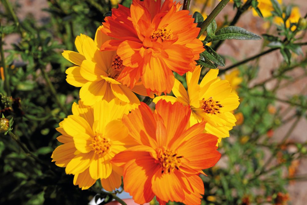 Gullskära ’Fruit Crush’ är en solig mix i gult och orange som blommar rikligt en lång period. Så inomhus i mars-april eller direkt på friland i maj, blommar i juli-oktober. .