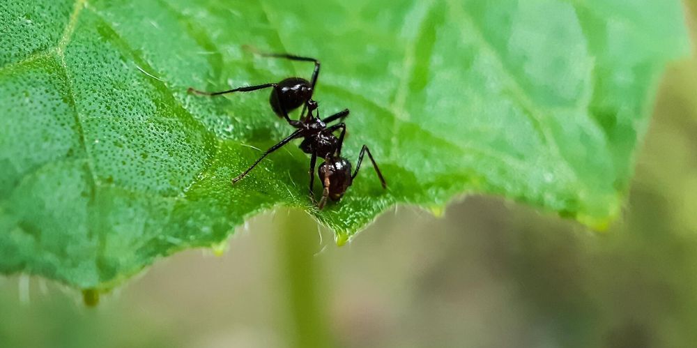 Slipp myror i hus och trädgård – 6 knep för att hejda framfarten