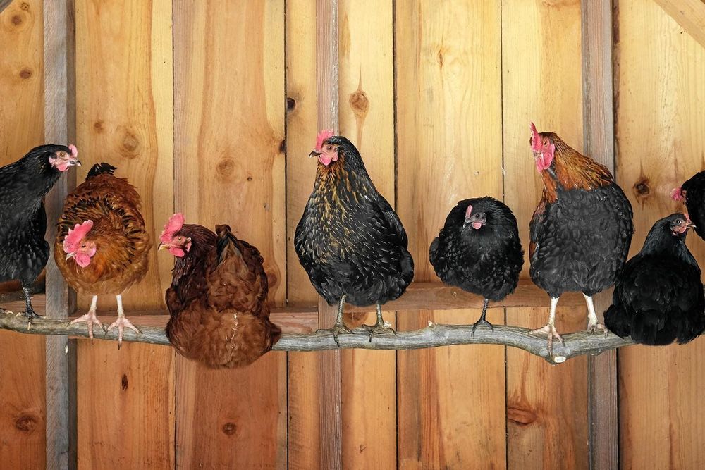 En smäcker trädstam är bra virke till hönspinnar. Slätt, fotformat och lätt att byta ut.