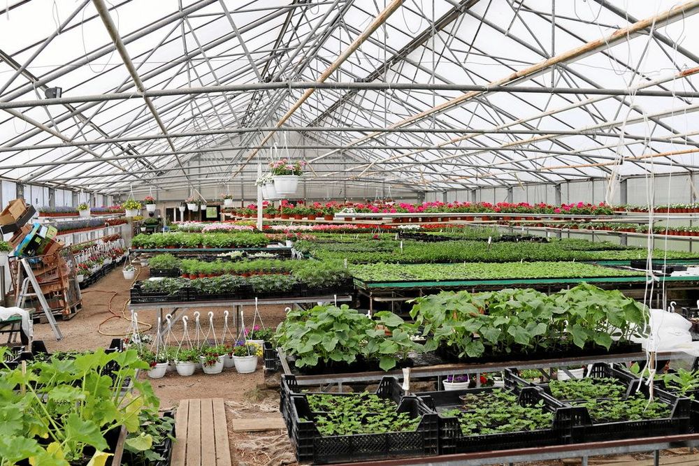 Ljuvlig grönska i butiksdelen.