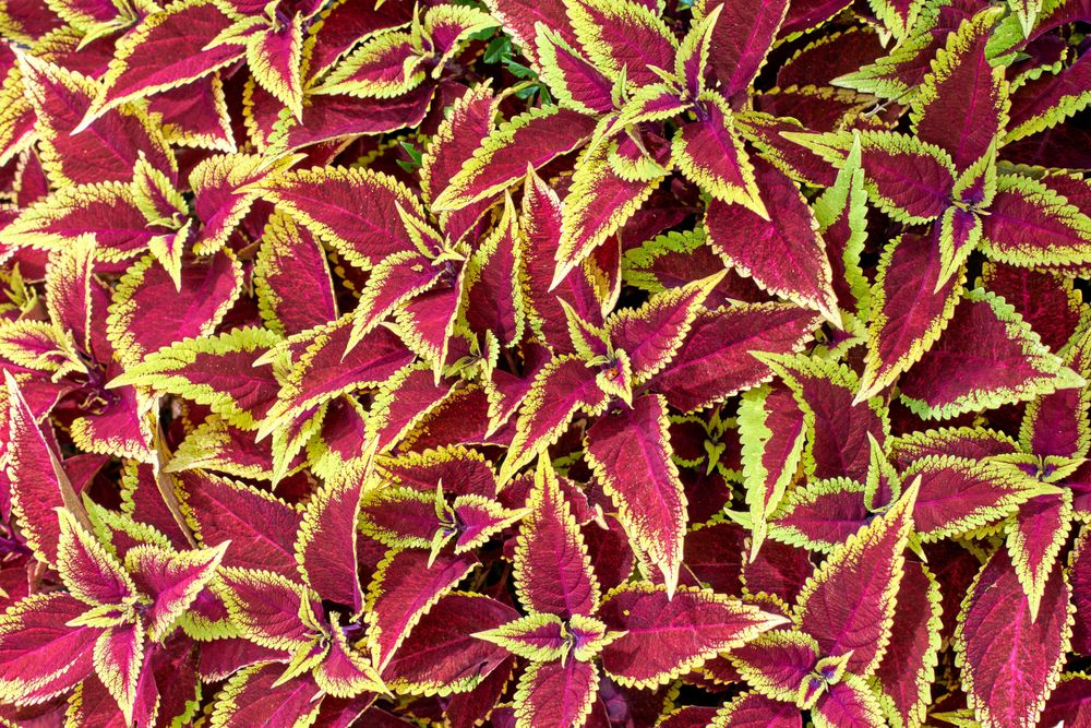 Smala röda blad med ljusgrön kant. Sorten Red Roof lägger blad p blad som taktegel. Foto: IBL.