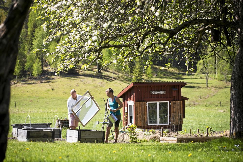 Drivbänk. Ett glaslock ger plantorna värme och skydd. I förgrunden syns det blommande äppelträdet.