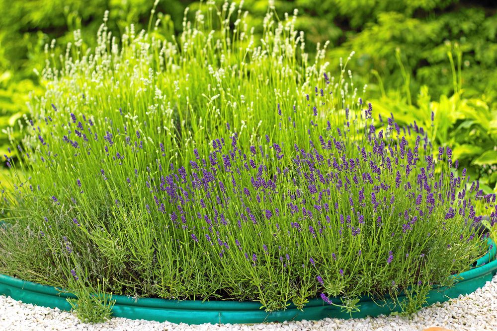 Lavendel i rabatt.