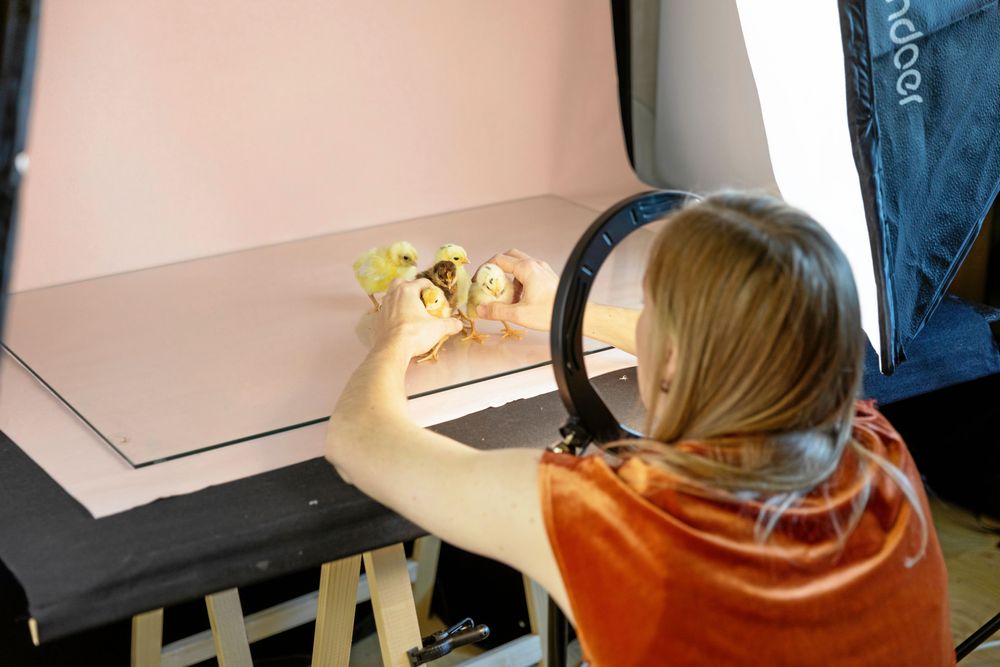 Bajs och sågspån borstas av fötterna innan det är dags för posering. Nu gäller det bara att få kycklinggänget att hålla sig någorlunda samlat.