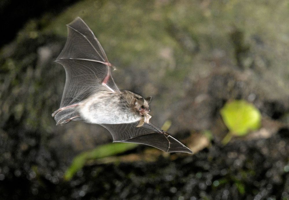 Vattenfladdermus med ett byte i munnen. Med de förlängda fingerbenen kan fladdermusen justera vingens storlek och riktning för att pricka det flygande bytet.