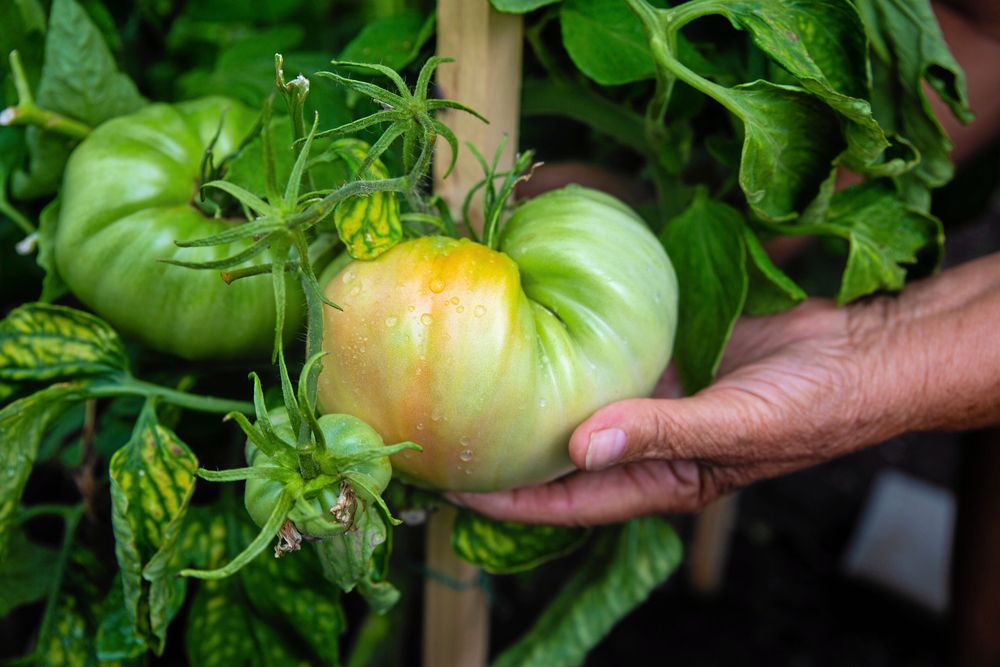 Maria och Mijo Majics tomater är enorma. Tricket för att få dem att växa sig så stora? Skönsång!