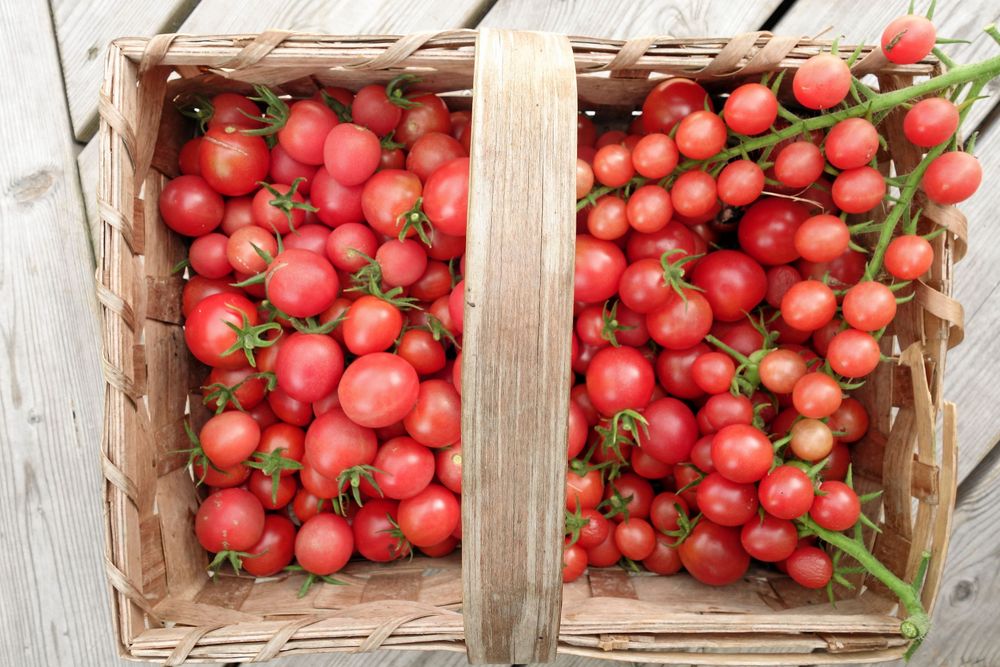 ’Pink Princess’ rankar högt i smaktester.