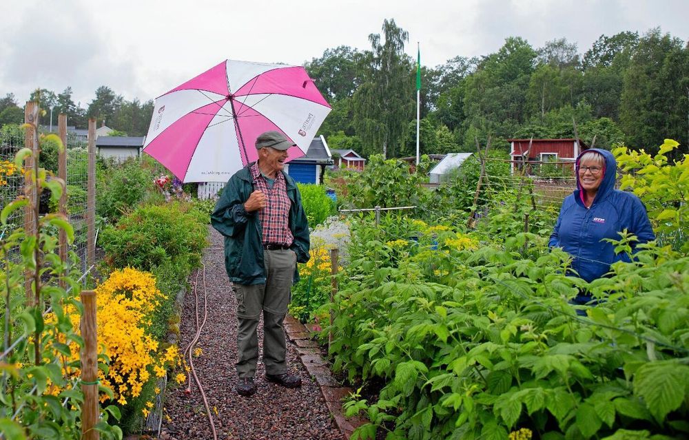 På Skördelyckans koloniområde vandrar Stig Strömer, med paraplyet i handen, runt bland lotterna. Han bor granne med området och känner flera av kolonisterna.