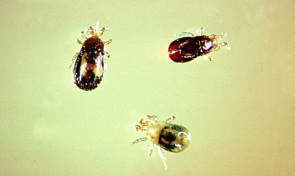 Det röda hönskvalstret är ungefär 1 millimeter långt och kan vara både grått och rött.