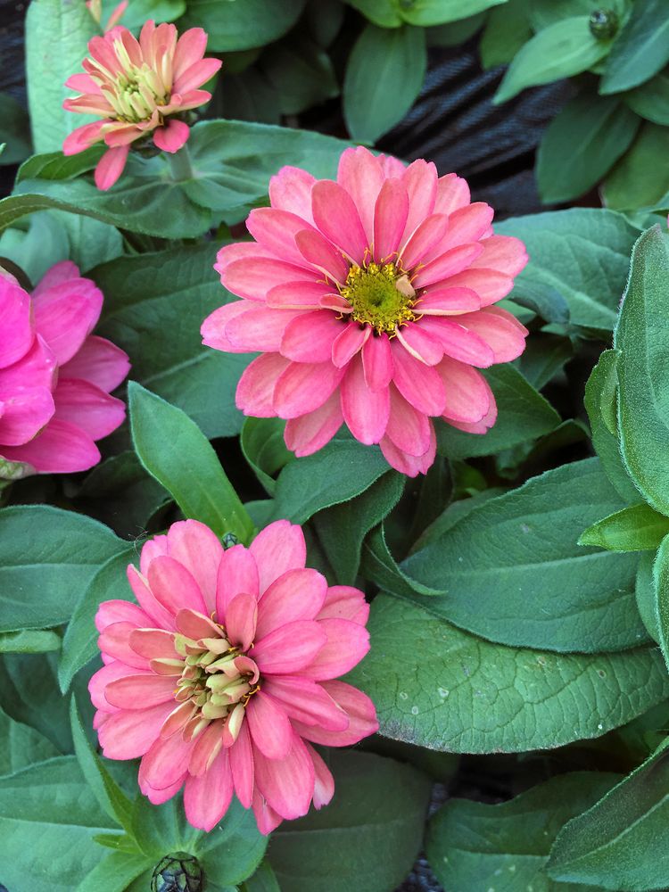 Zinnia ’Sahara Salmon Rose’ har dahlialiknande blommor som håller länge i såväl rabatt som vas. Dragerat frö för högre grobarhet. Så inomhus i mars-april eller direkt på friland i april-maj, blommar i augusti-september. .