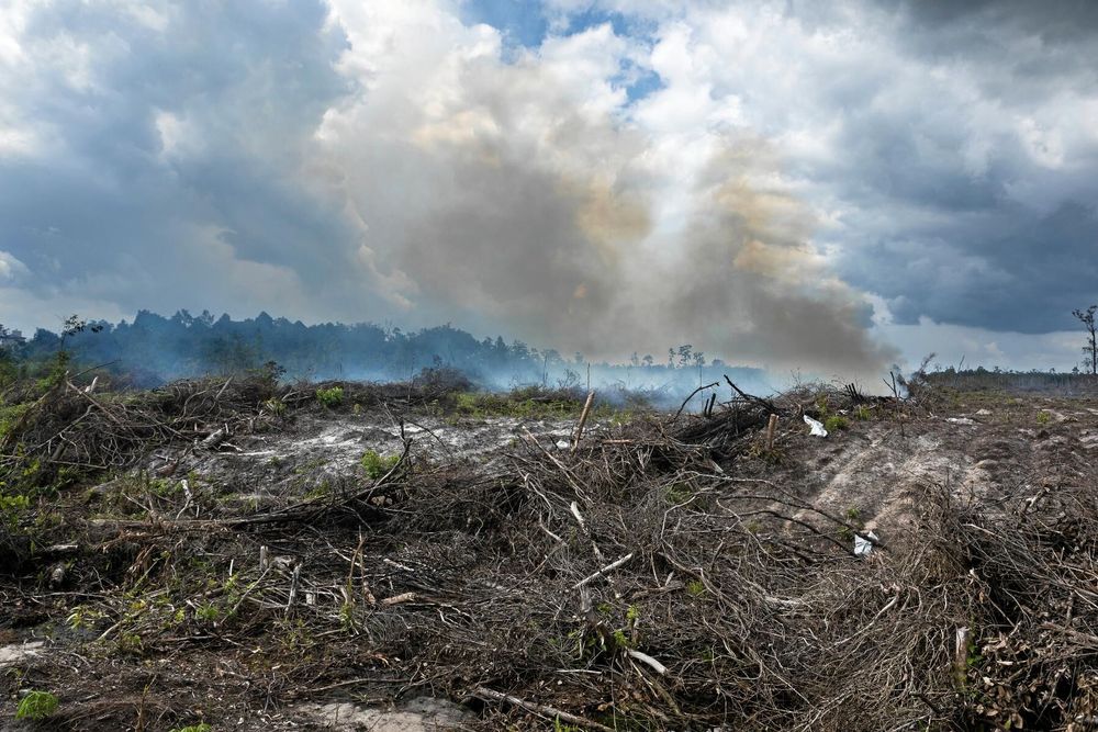 Skövlad regnskog i Indonesien till följd av till exempel utvinnandet av palmolja.