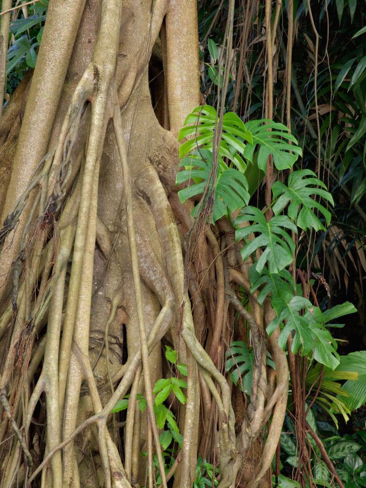 På väg upp. Ljushungrande monstera hittar en lösning.