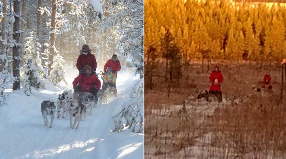 Förutsättningarna för vissa svenska hundspannsförare har förändrats, något som är tydligt om man jämför dessa bilder där Maria och Donald kör hundspann.