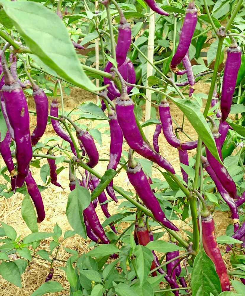 Den vackra chilin 'Buena Mulata' är räddad.