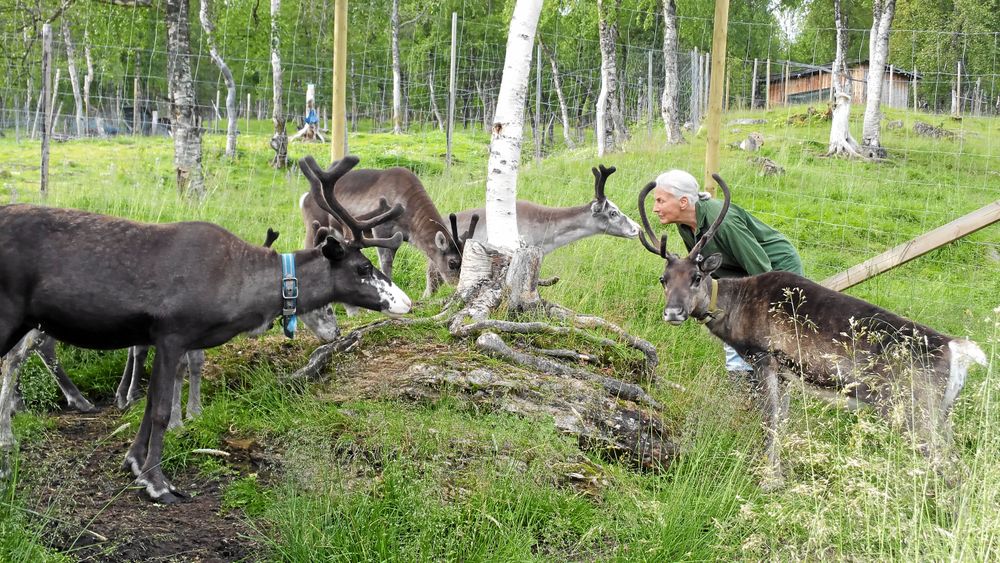 Ingrid tycker om sina renar, och renarna om henne. Hon och sambon Ronny har tagit upp den samiska traditionen att göra renost.
