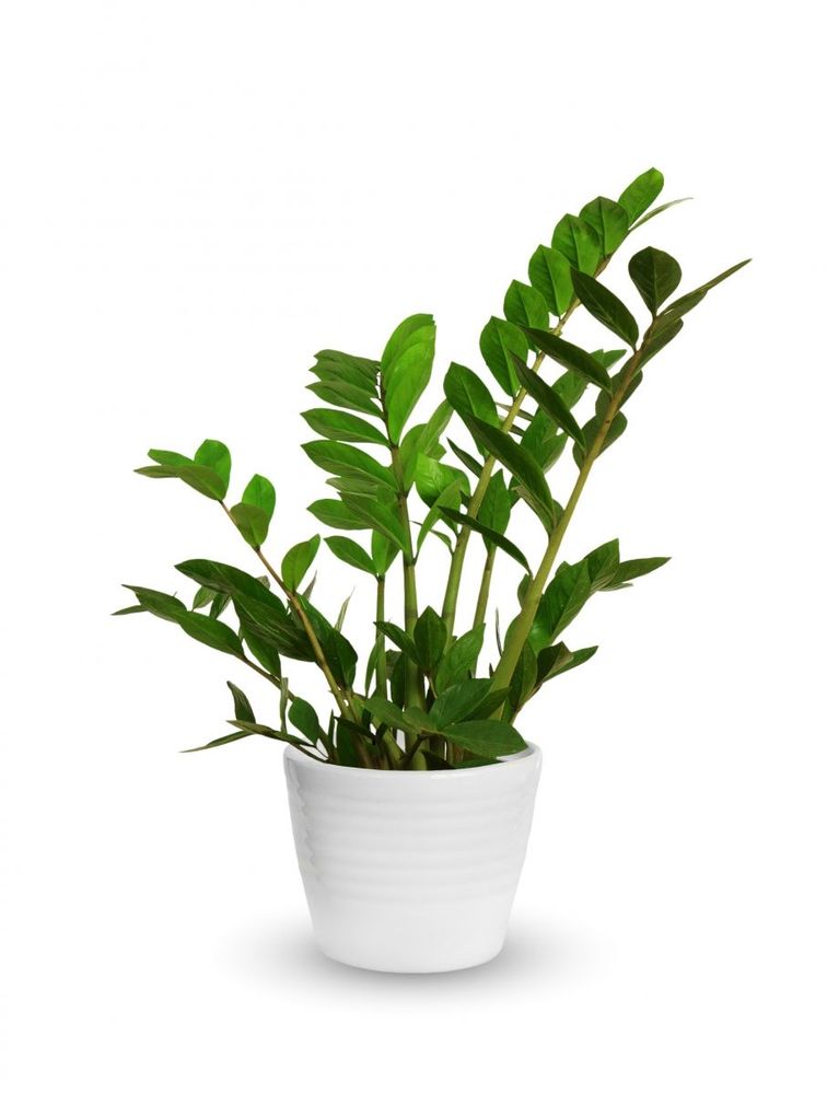 Garderobsblomma