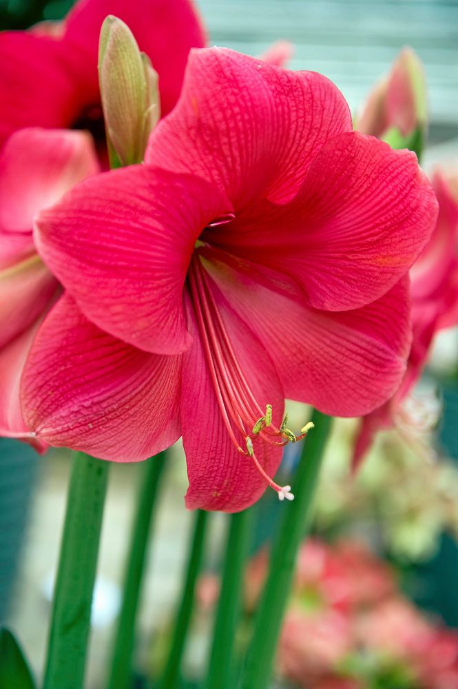 Amaryllis 'Adele' i närbild.
