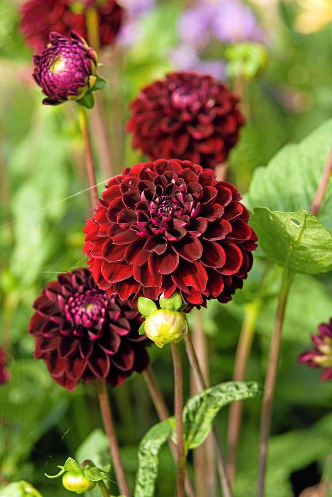 Mustig. ’Dark Spirit’ är har 7 centi-meter stora blommor. Blir 110 centimeter hög och blommar i juli–september.